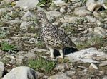 Cdn Rockies Adventure (Aug 2010) - Talus - 045

